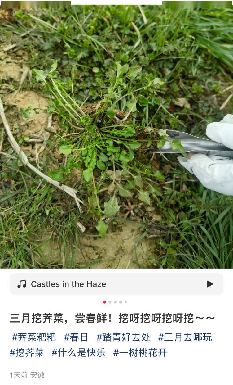 130元斤价格飙升巨野正上市