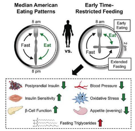 北京协和医院黎明教授团队最新研究早限时禁食能否在减