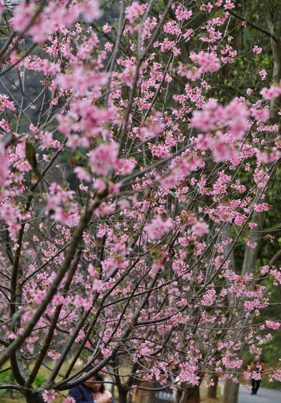 星湖樱花又开了!临时开放禾仙桥门口助大家快速入园→