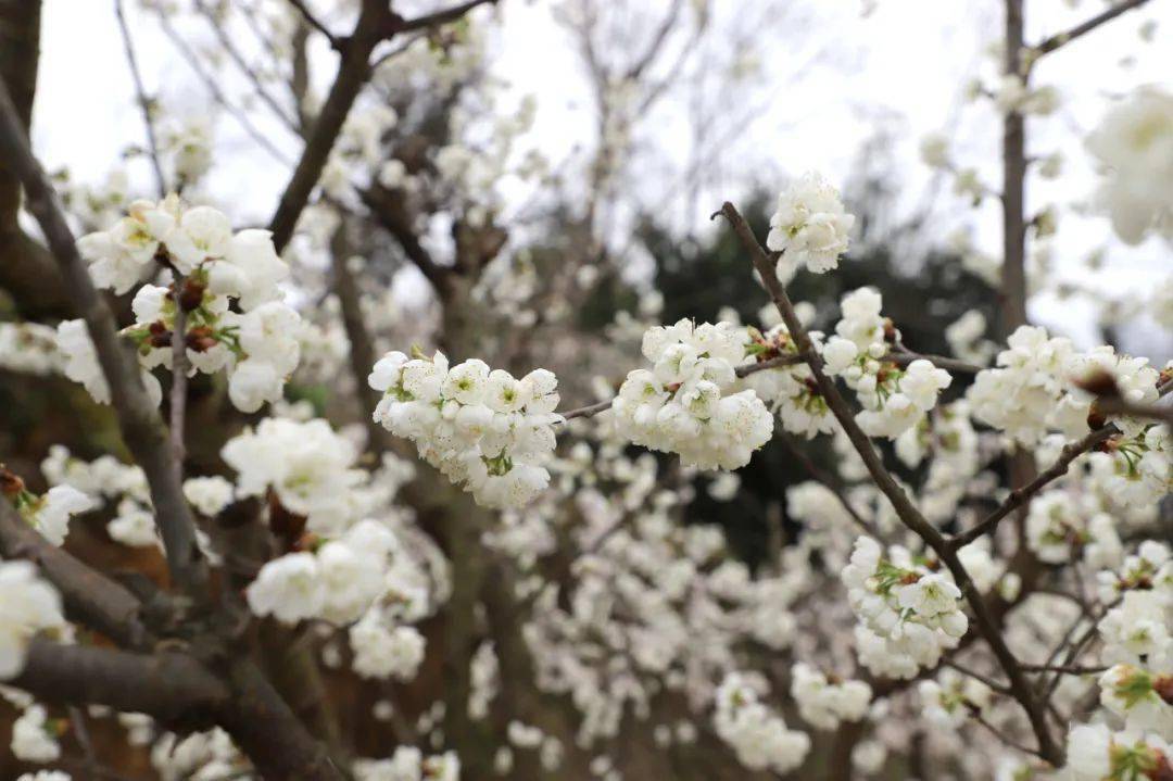 安顺赏花图片