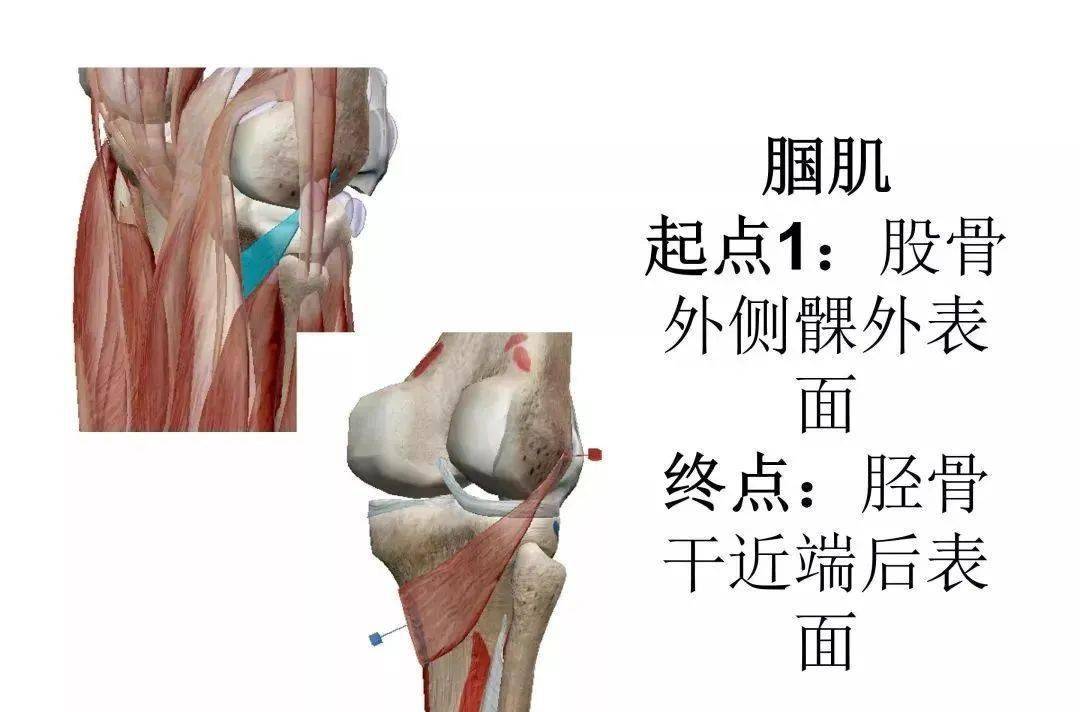 膝关节后方解剖结构图片