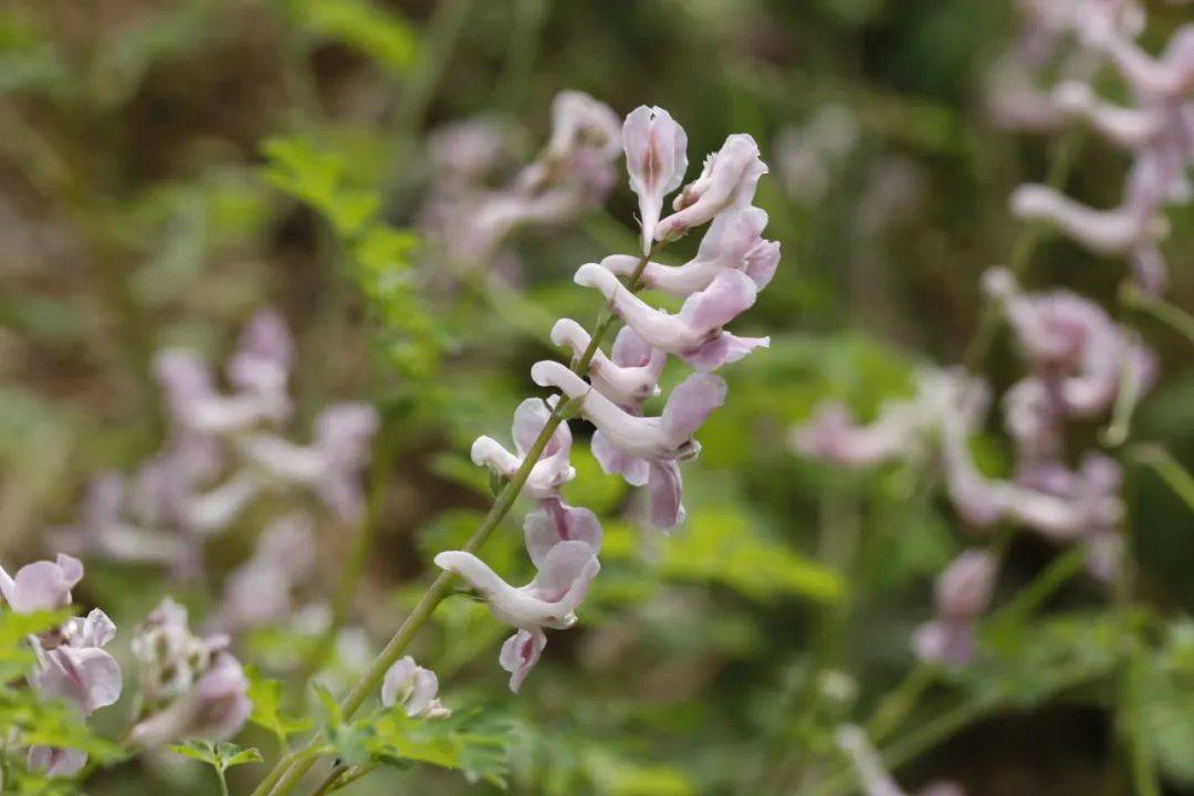 小时候吃过的花居然有毒网友那时候还在新手保护期