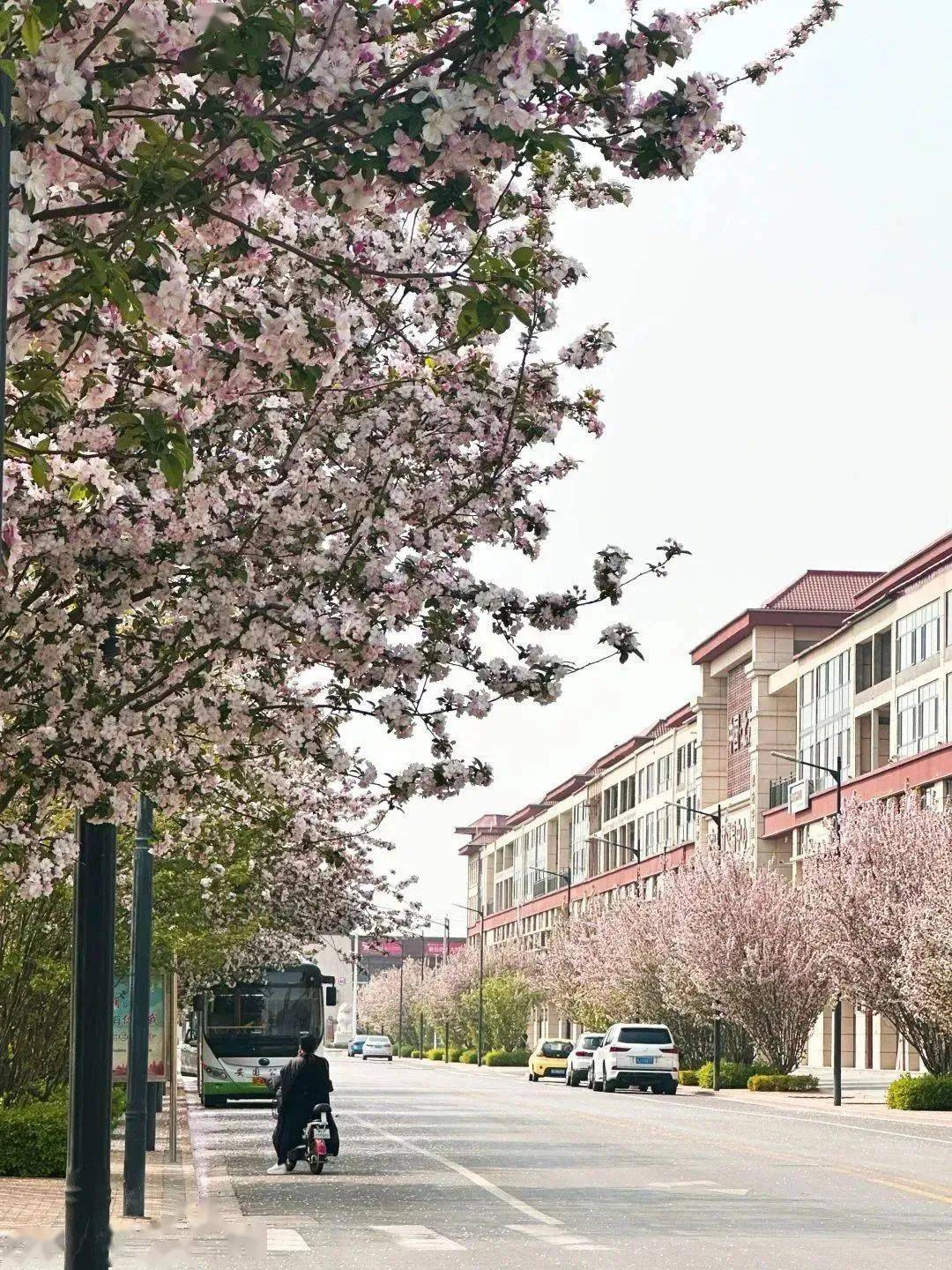 5安国中药都药博园虞美人最佳赏花期:五一前后当安国中药都药博园200