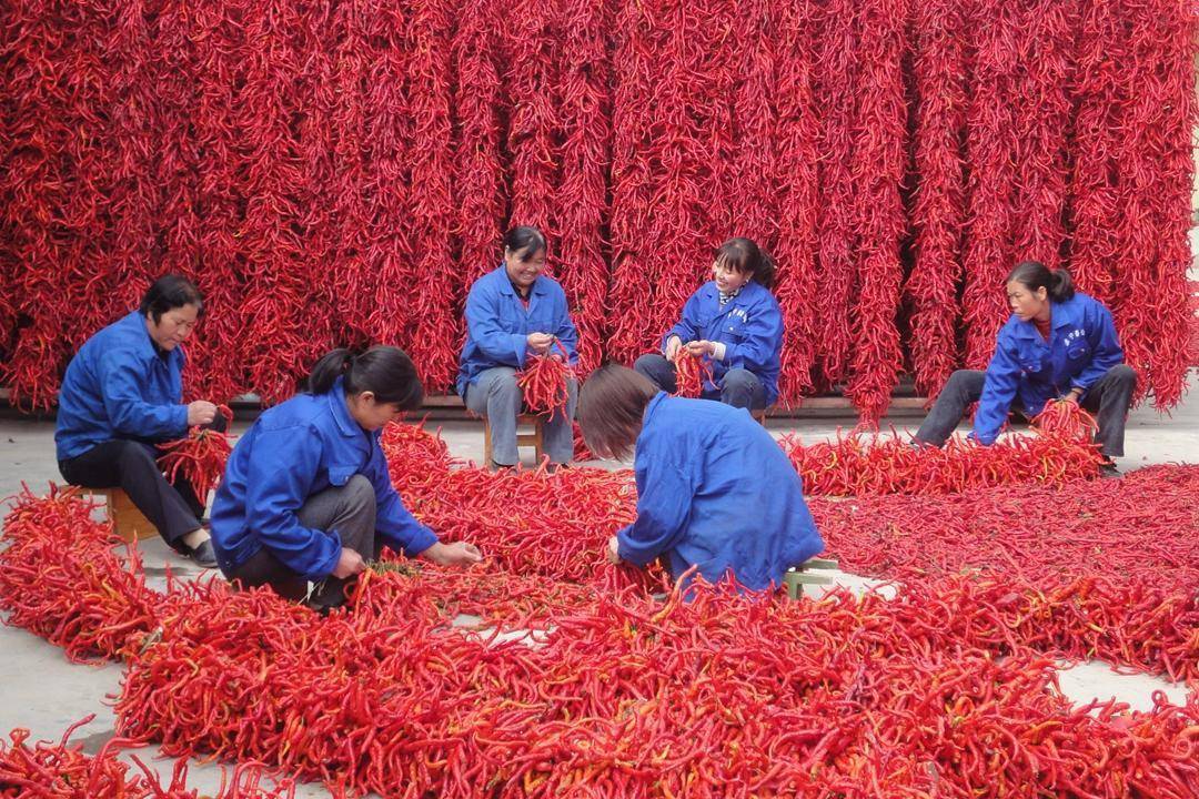 葱炒鸡块窍门_羗葱炒鸡_炒葱椒鸡是哪里的菜