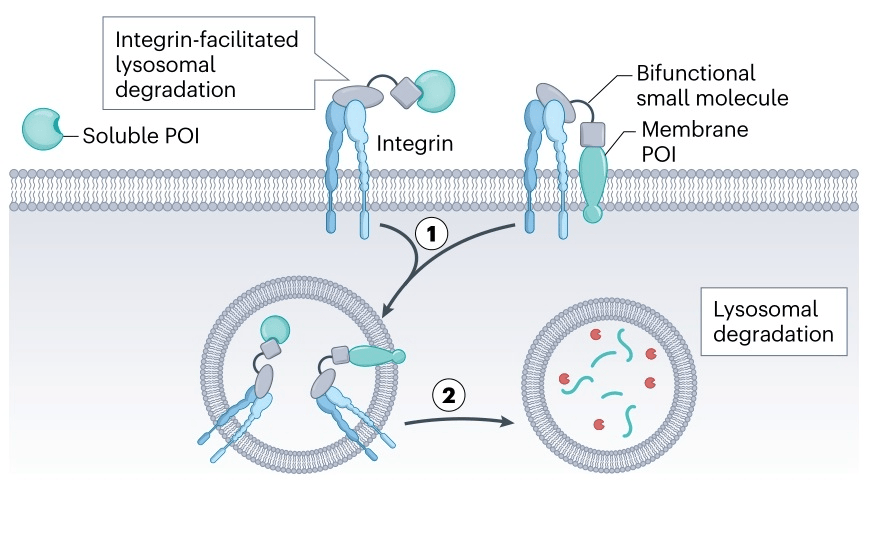 细胞外靶向蛋白降解:药物发现的新模式