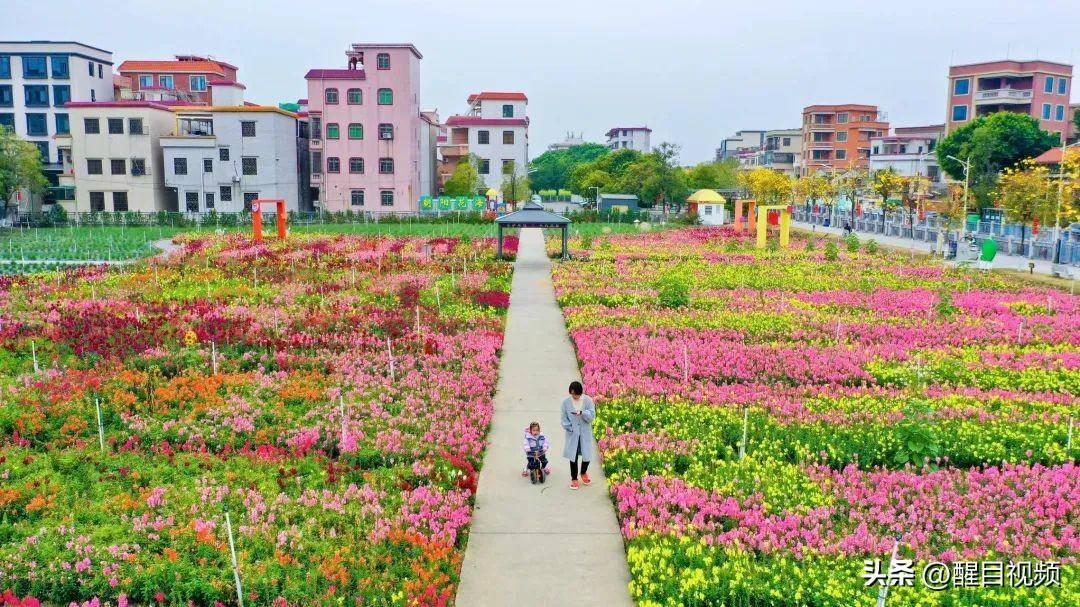 佛山花海景点地址图片