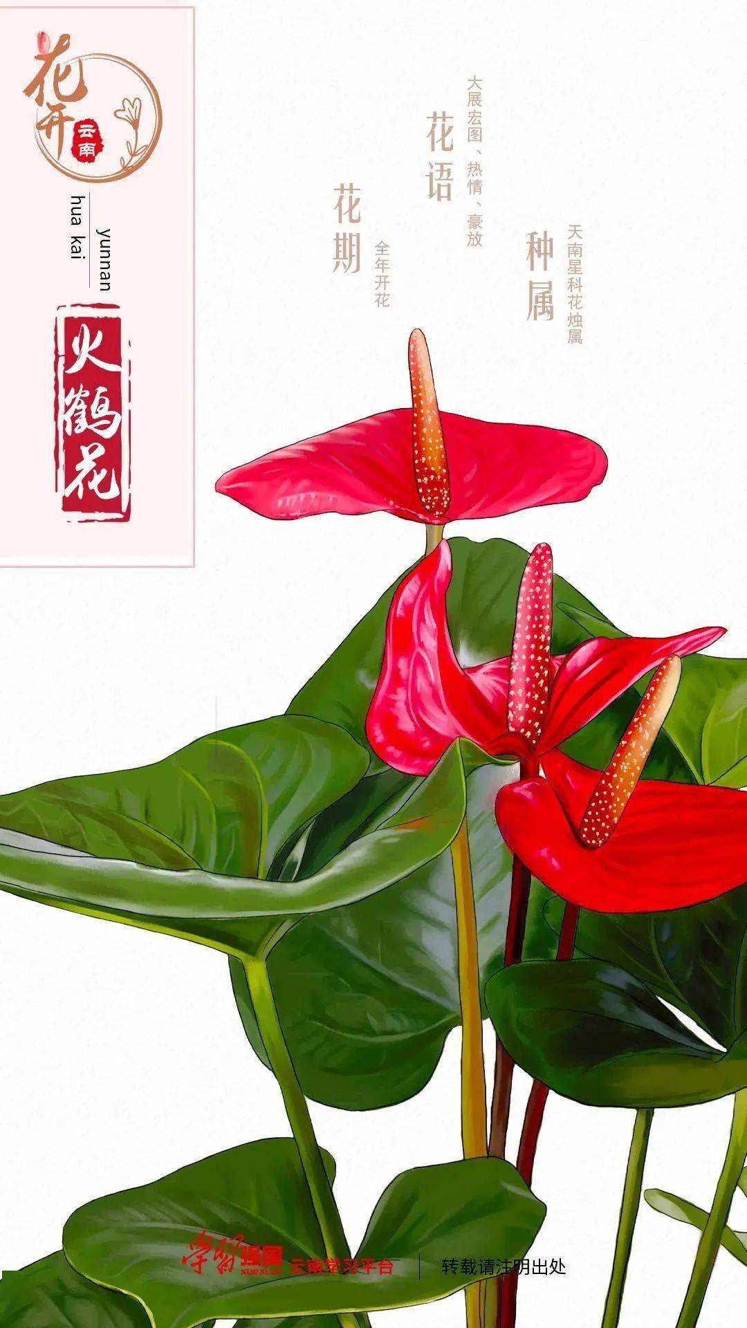 物种故事 | 火鹤花:猜猜我的花在哪?