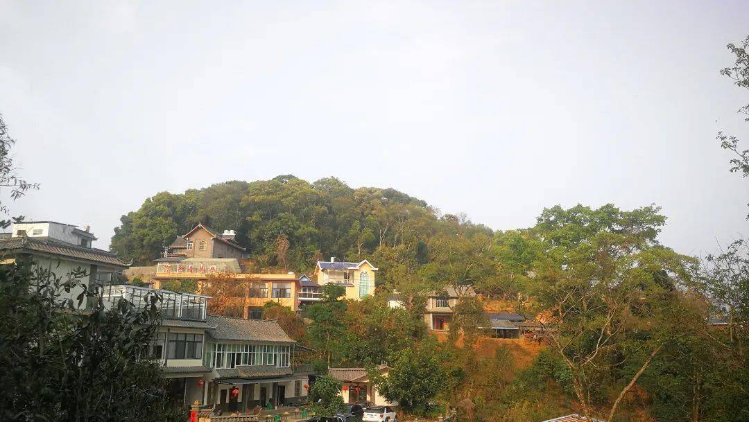 茶山春来早勐腊县易武镇易武村高山村民小组走笔