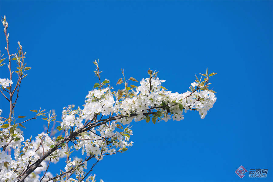 高清组图快来打卡云南个旧加级寨万亩梨花开满山谷