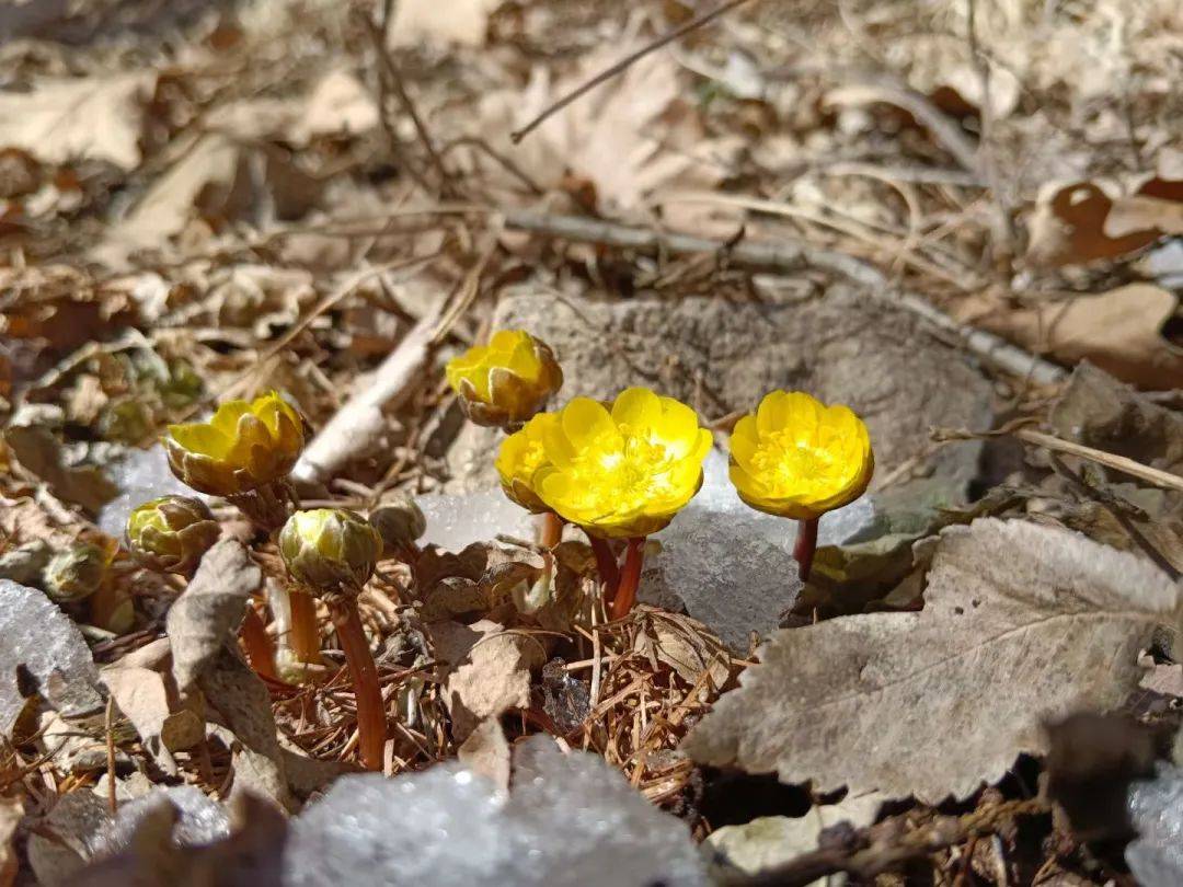 21日部分地方最低温度将回归零度线