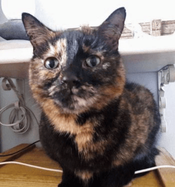 猫的毛发颜色疾病与行为的7点奥秘
