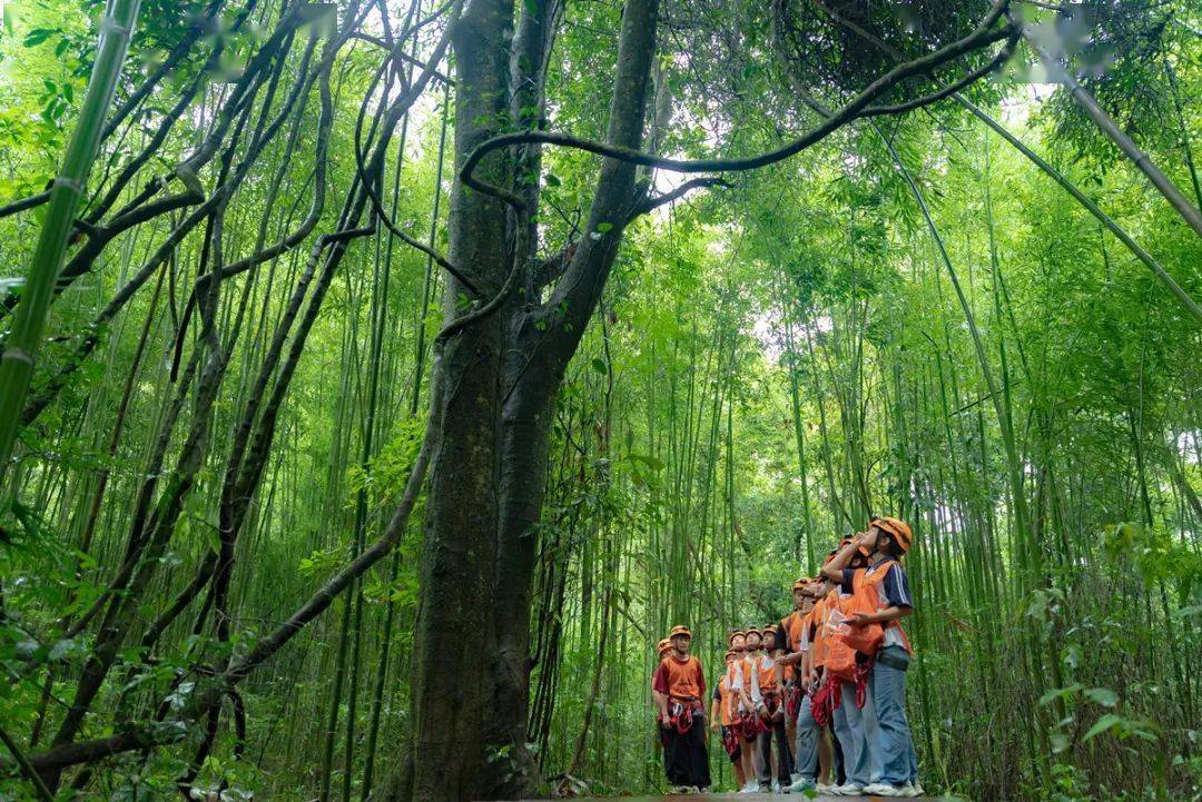 小山丛竹研学图片