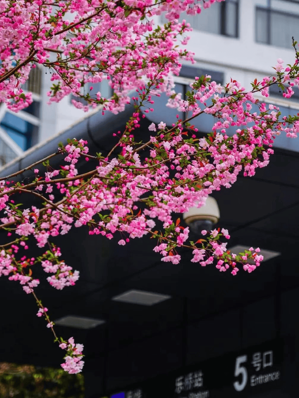 苏州阳澄湖半岛樱花图片