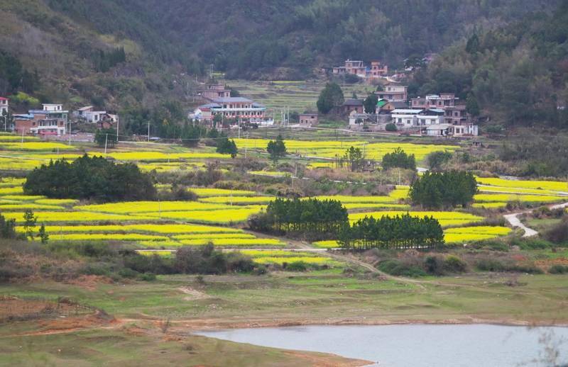 新田:油菜花开 山村如画(组图)_永州_画卷_新田县