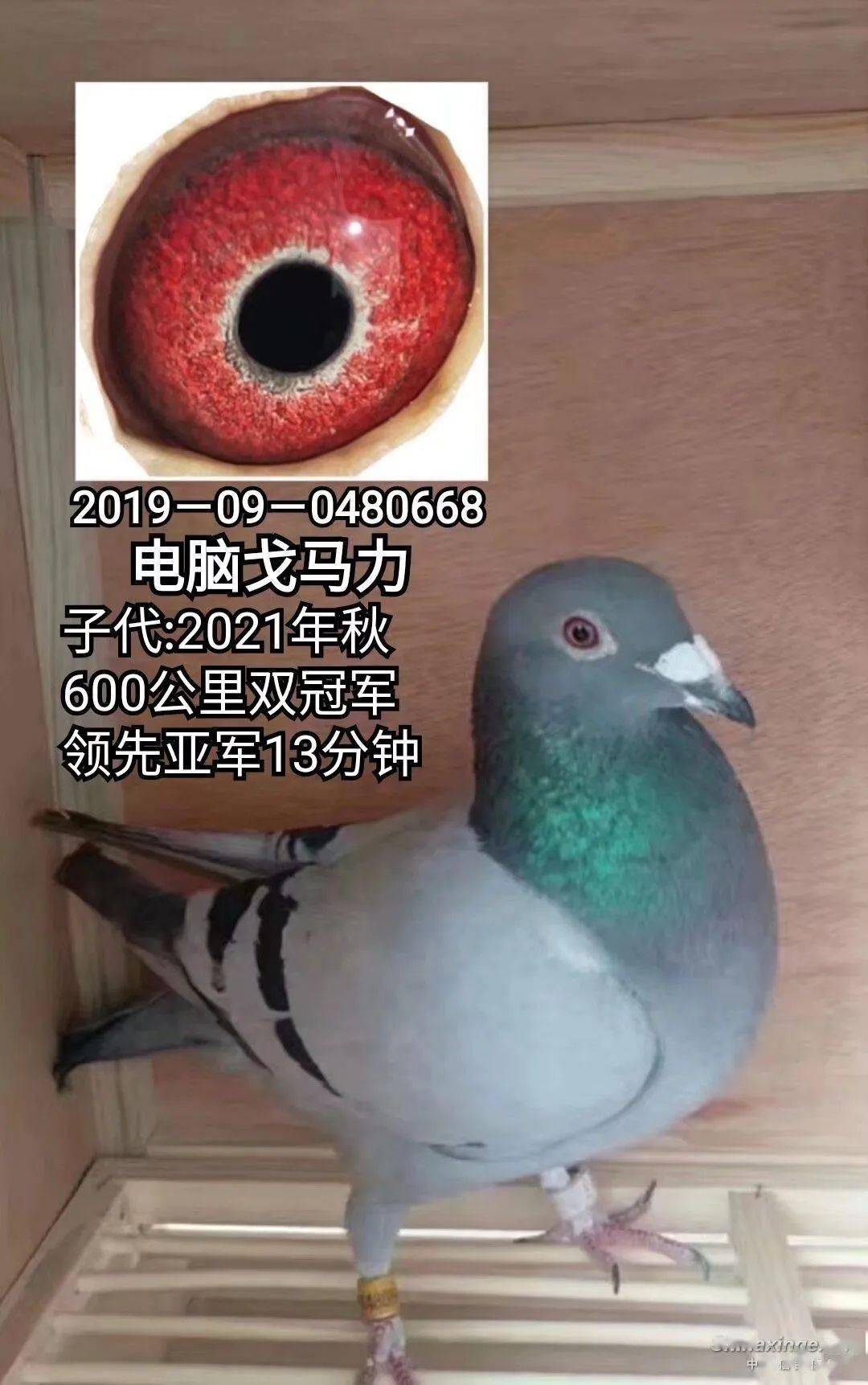 大毛脚戈马力家族 作出特比普赛双冠军_决赛_电脑_个人感觉
