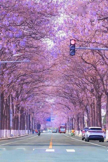 北京超全赏花攻略速来收藏