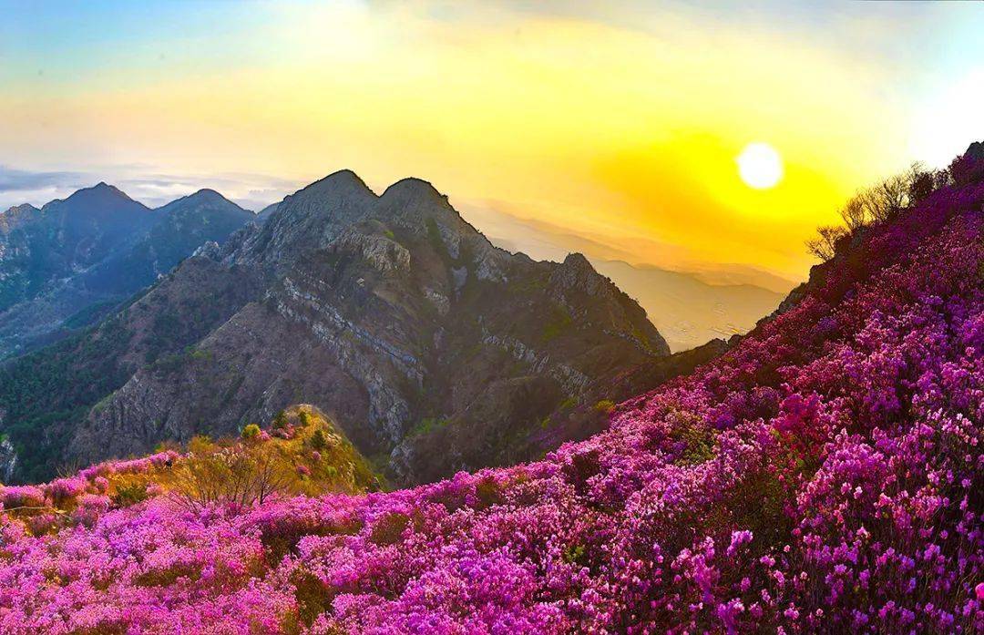 路槐花√旅顺樱花园樱花√大黑山杜鹃花10大赏花地沉醉城市春光10赴