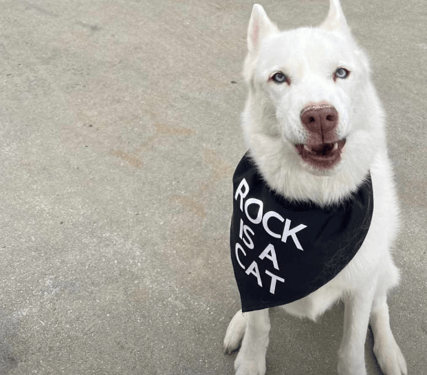 科迪罗兹全家回应辱骂言论,宠物狗霸气宣战!