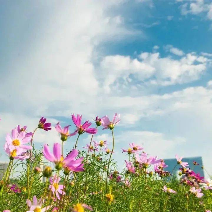 武清赏花日历来啦→_公园_大片_中央