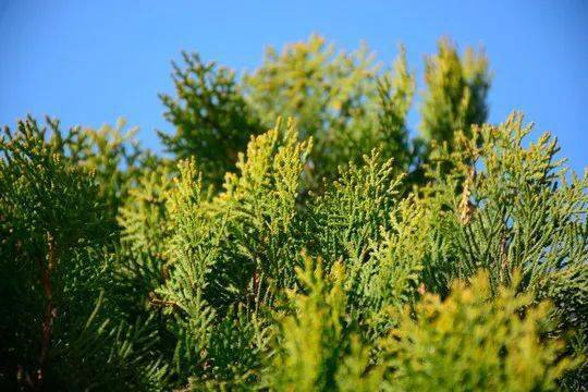 春季过敏高发?跟我这样做_花粉_患者_症状