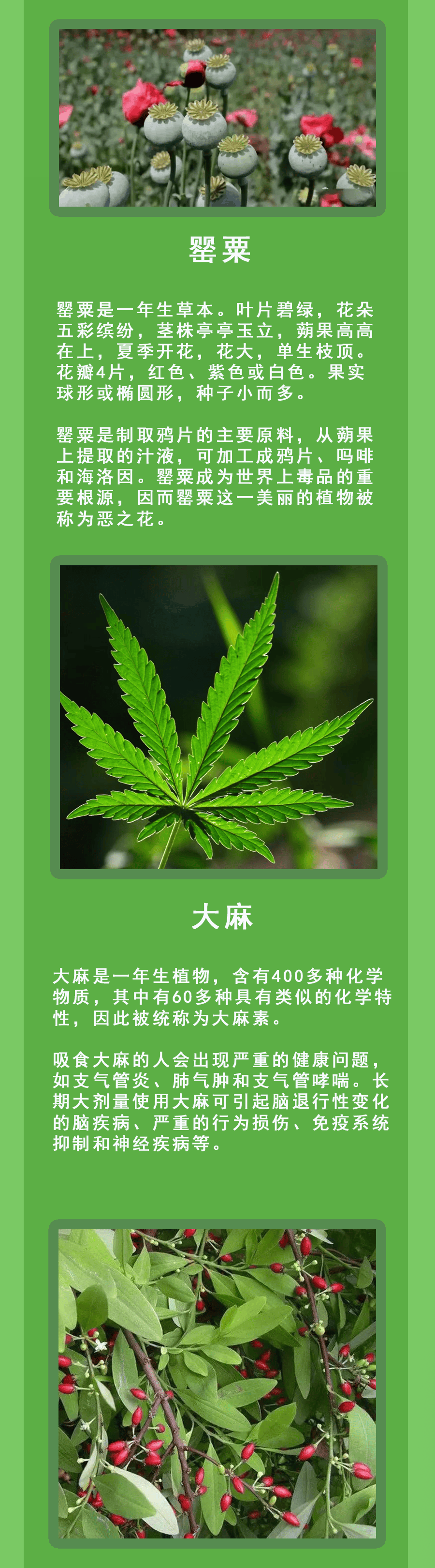 全面踏查,确保罂粟"零种植"!_禁毒_普济镇_毒品