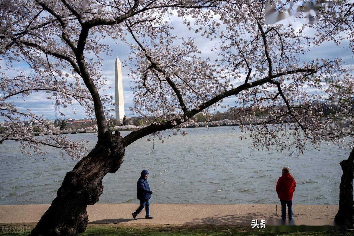 美国华盛顿潮汐湖沿岸樱花盛开,民众徜徉花海拍照