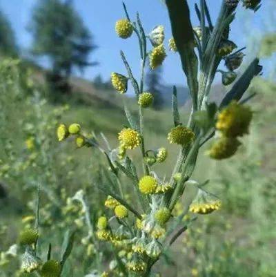 分别为:大籽蒿,黄花蒿和艾蒿较为常见的有三种其中