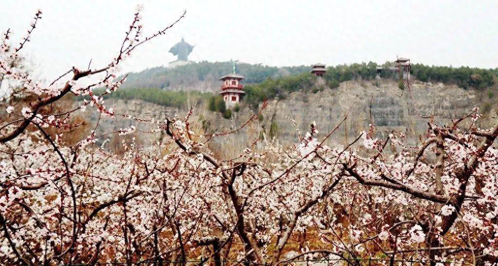 永城：芒砀山景区万亩杏花迎春开 文旅 旅游区 游客