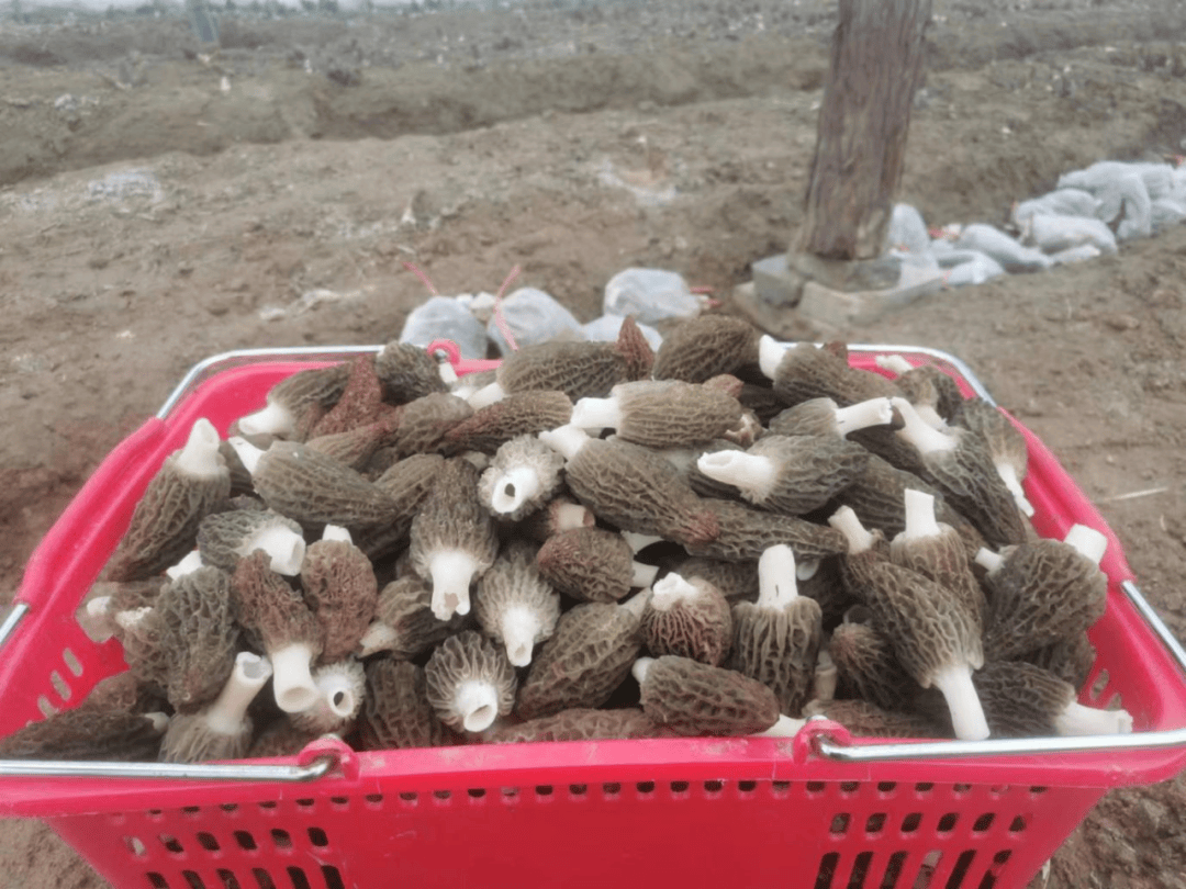 2万斤,好卖!"_羊肚菌_上新集镇_石牛杉