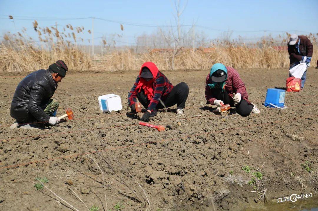 (特约摄影徐卫10:19摄 11:00上线)3月20日,连云港市海州区岗埠农场一