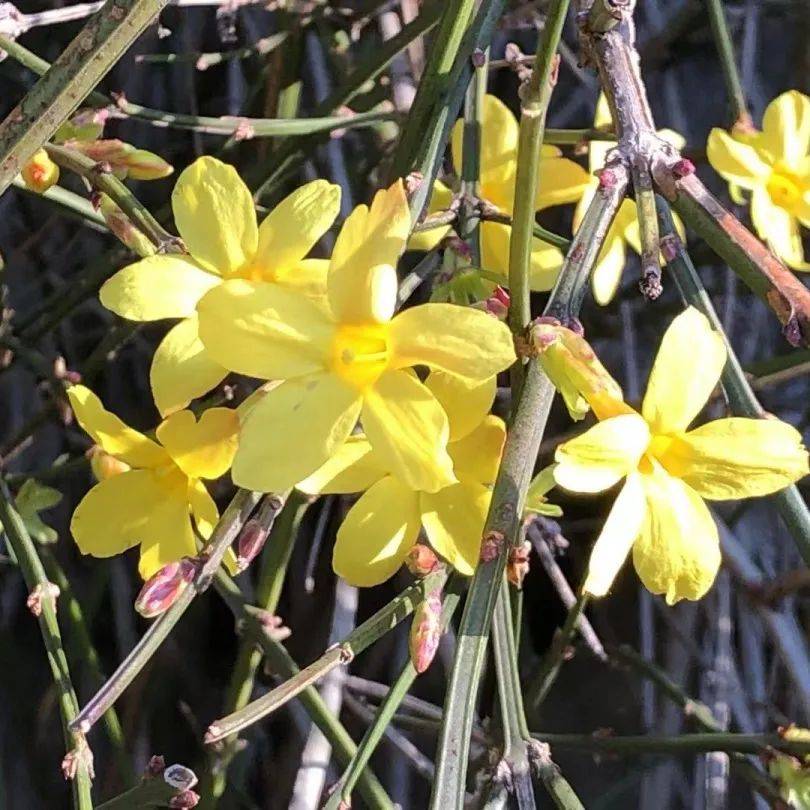 瞻园金英翠萼花开迎春