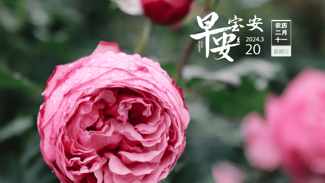 宜晾晒!今明放晴,未来最高温……|宝安春季校招启动报名|早安,宝安