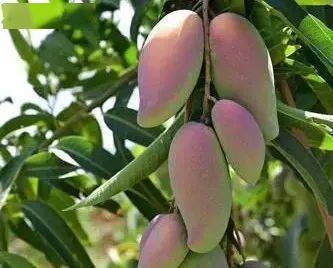 上海市果品行业协会带你走进四川