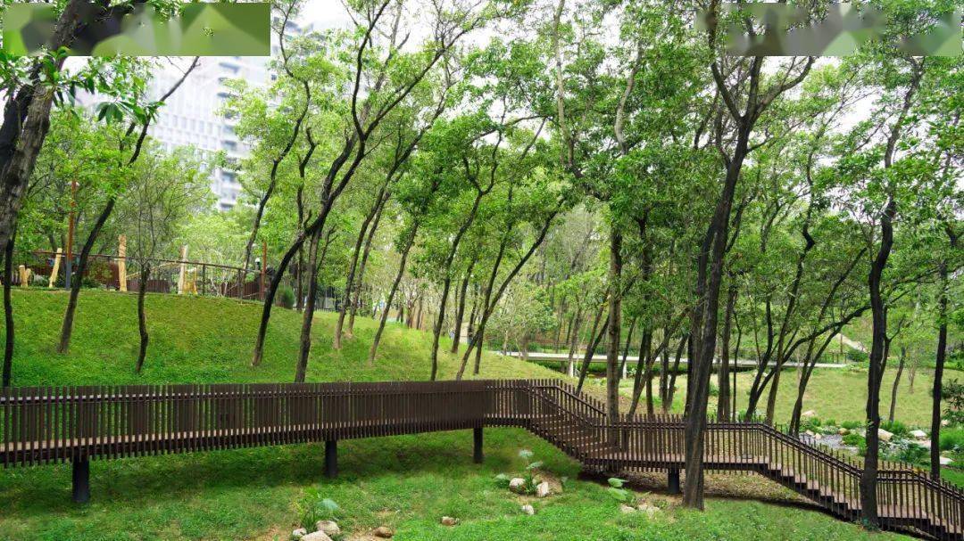 藏于树梢的诗意生活 | 深圳南山区侨城北公园_自然_空间_山林