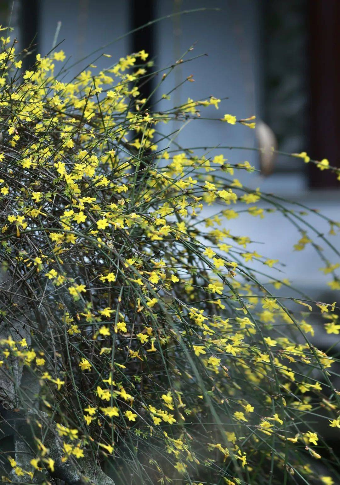 瞻园金英翠萼花开迎春