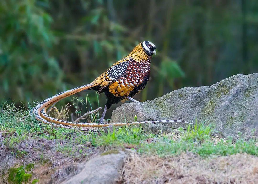 白冠长尾雉俗称"长尾野鸡""地鸡"等,是我国特有珍稀雉类,也是中国尾羽