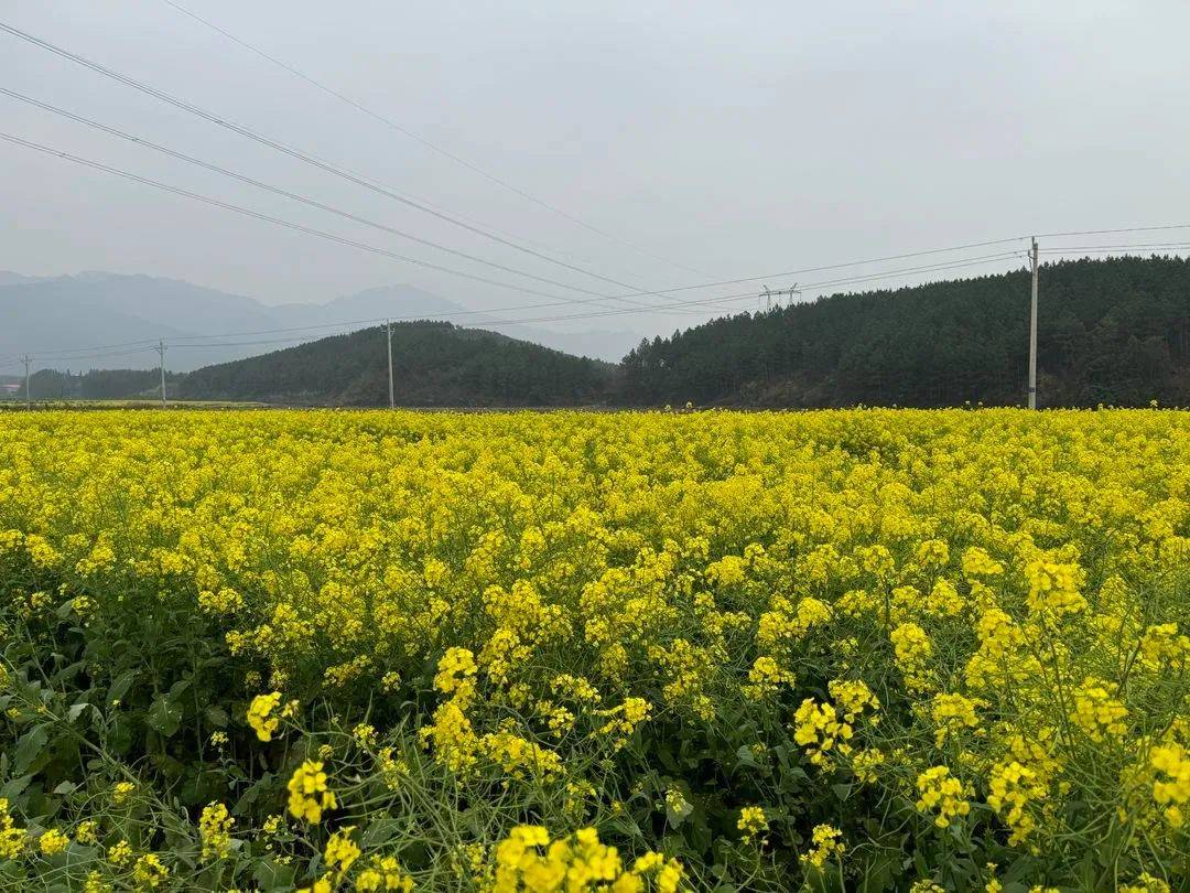 江油市永胜镇油菜花图片