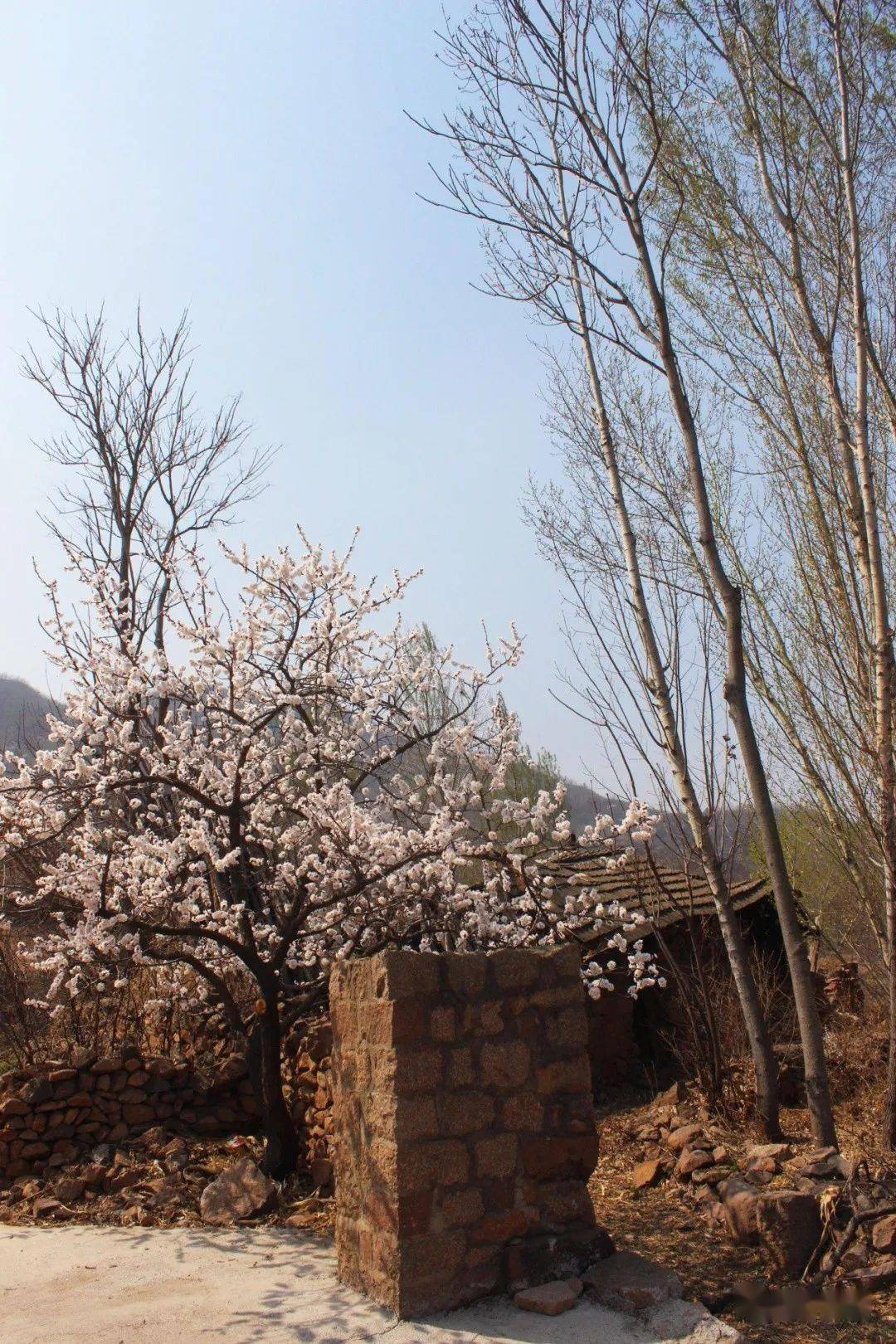 最新预告大批抚宁人坐不住了