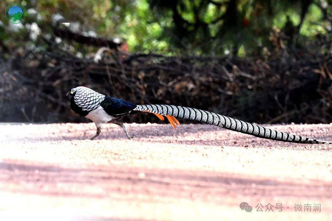 快来看!无量山"野鸡"都有哪些种类