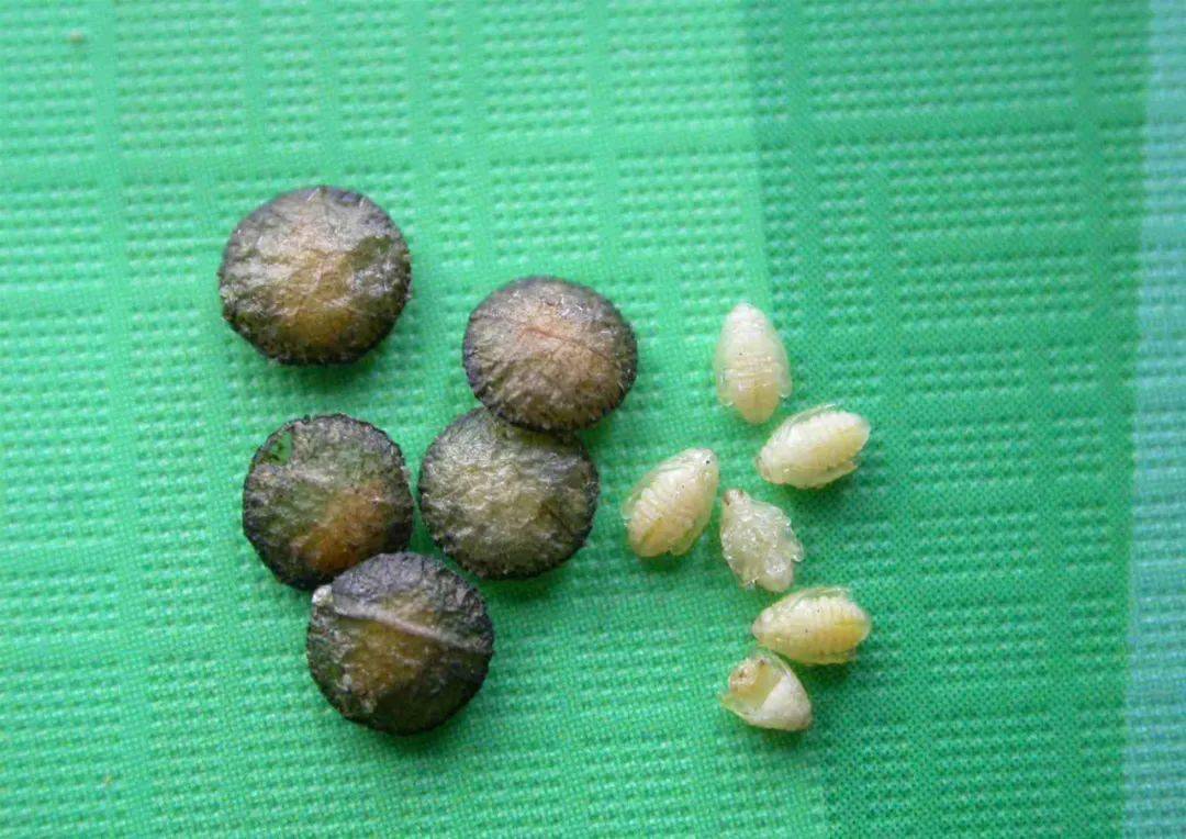 杨潜叶跳象叶苞和蛹杨潜叶跳象幼虫危害状06蚜虫生物学特性俗称"腻虫"