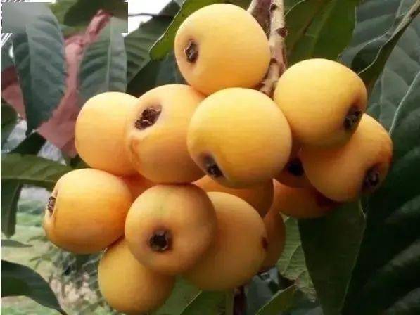 龙泉驿枇杷是四川省成都市龙泉驿区特产的枇杷,以其独特的品质和口感