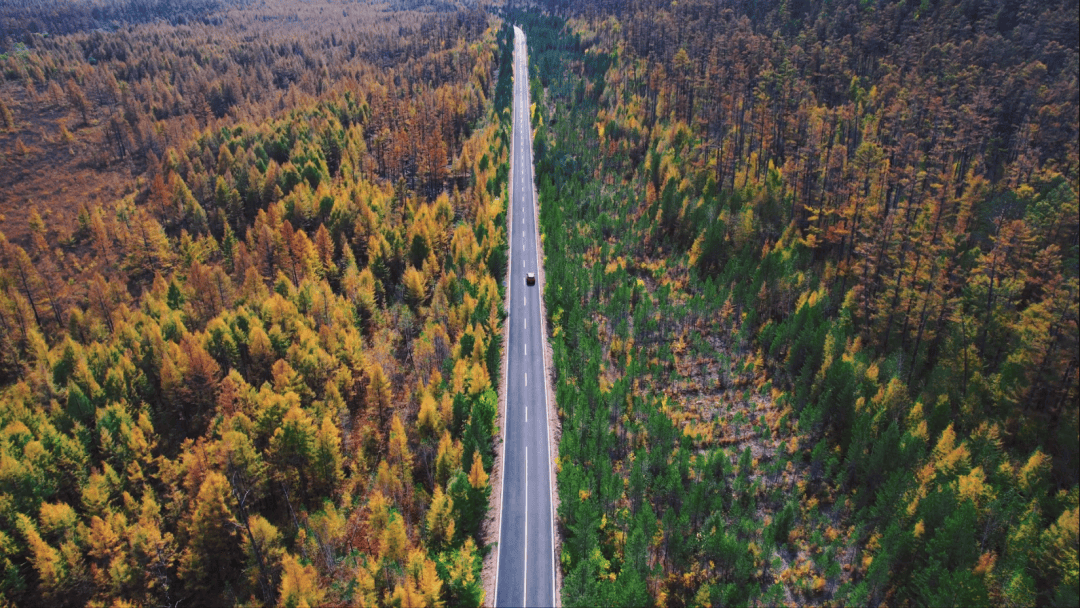 典型经验大起底|坚持生态优先 发展绿色产业——推动内蒙古大兴安岭林