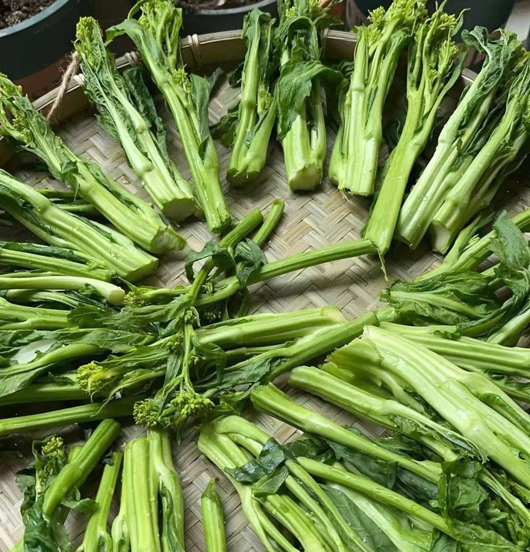 我单方面宣布,这几天比折耳根还打脑壳的菜就1个_冲菜_lan_朋友