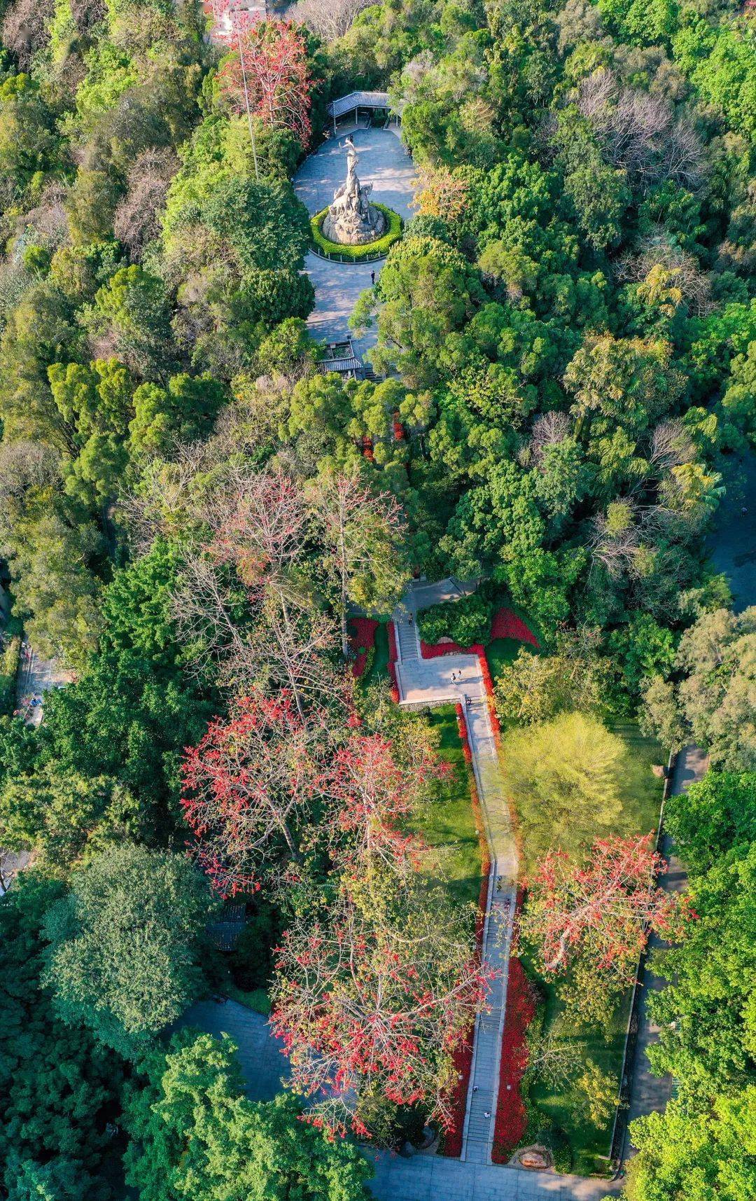 越秀山_鸿鹄_木棉花