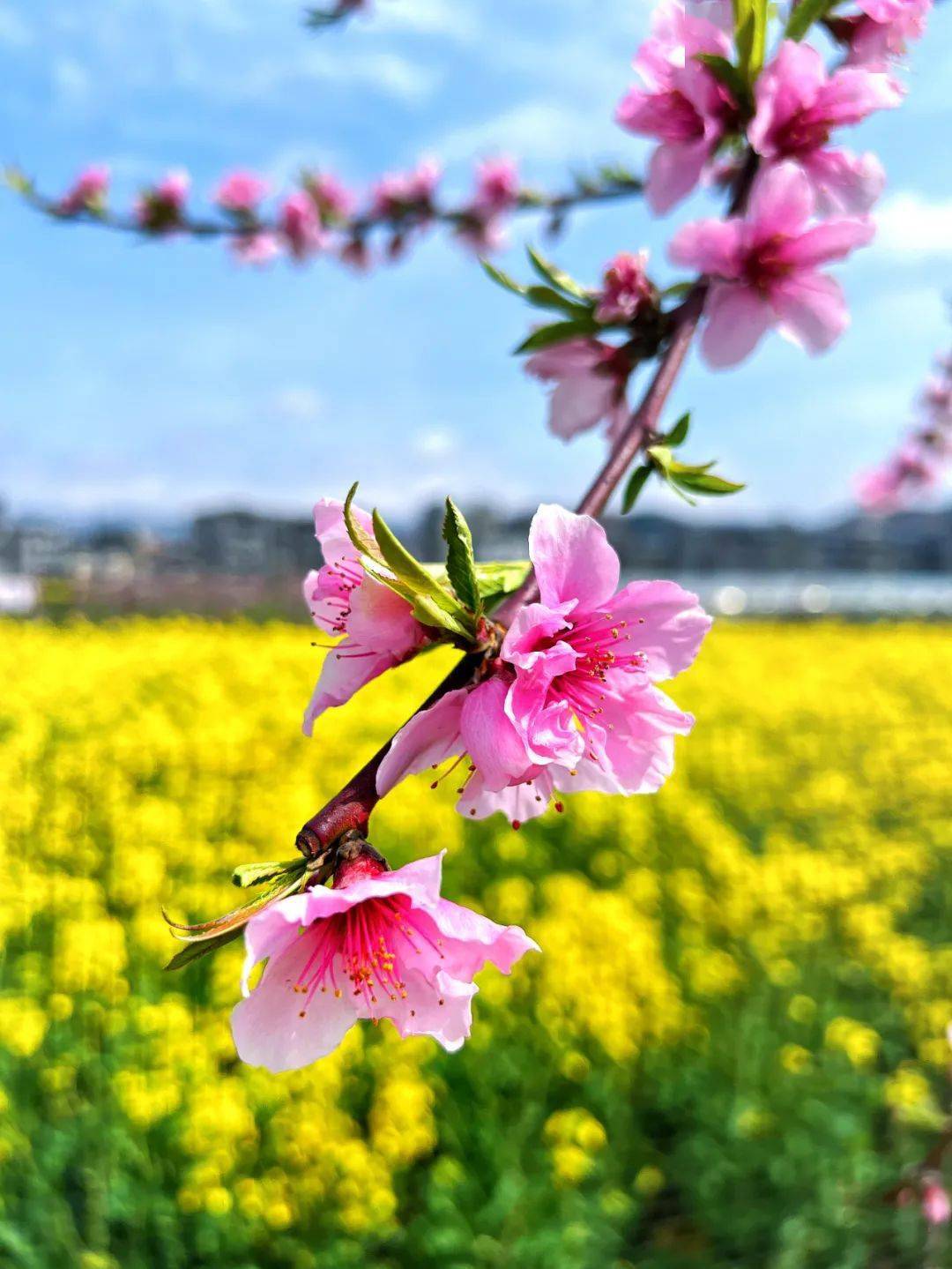 高清桃花图片大全图片