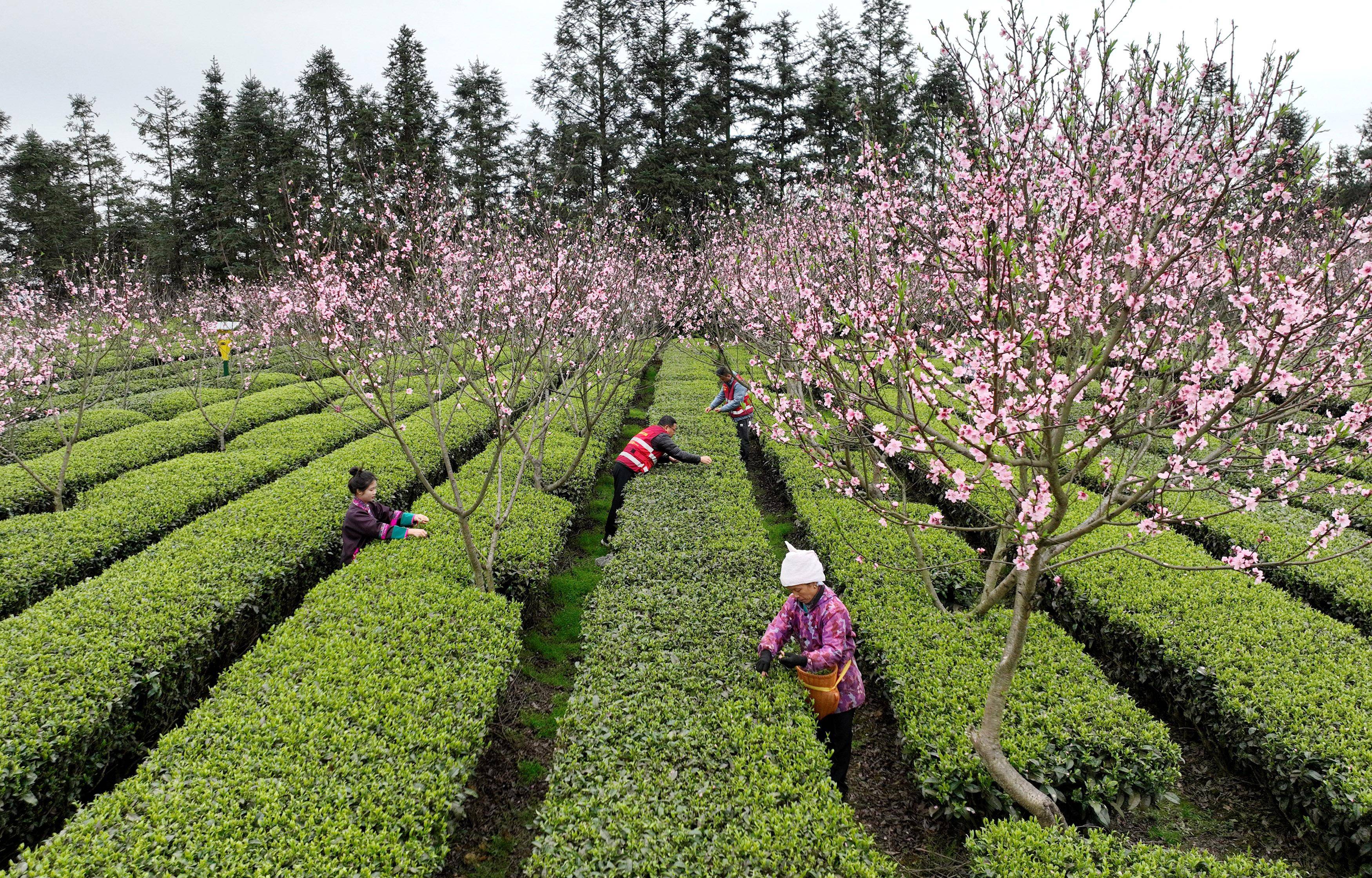 茶叶富侗乡_新华社_柳州_三江(图3)