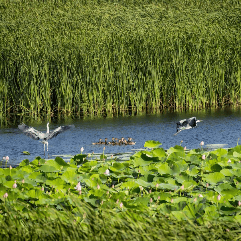 科左后旗观赏期:3月-5月鸿雁湖旅游区观