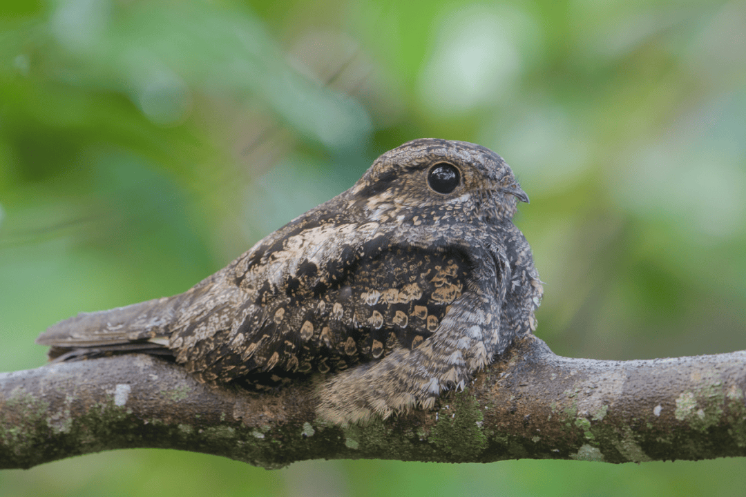 图源:singapore birds project—— 普通夜鹰多数鸟催你提早起床,但还