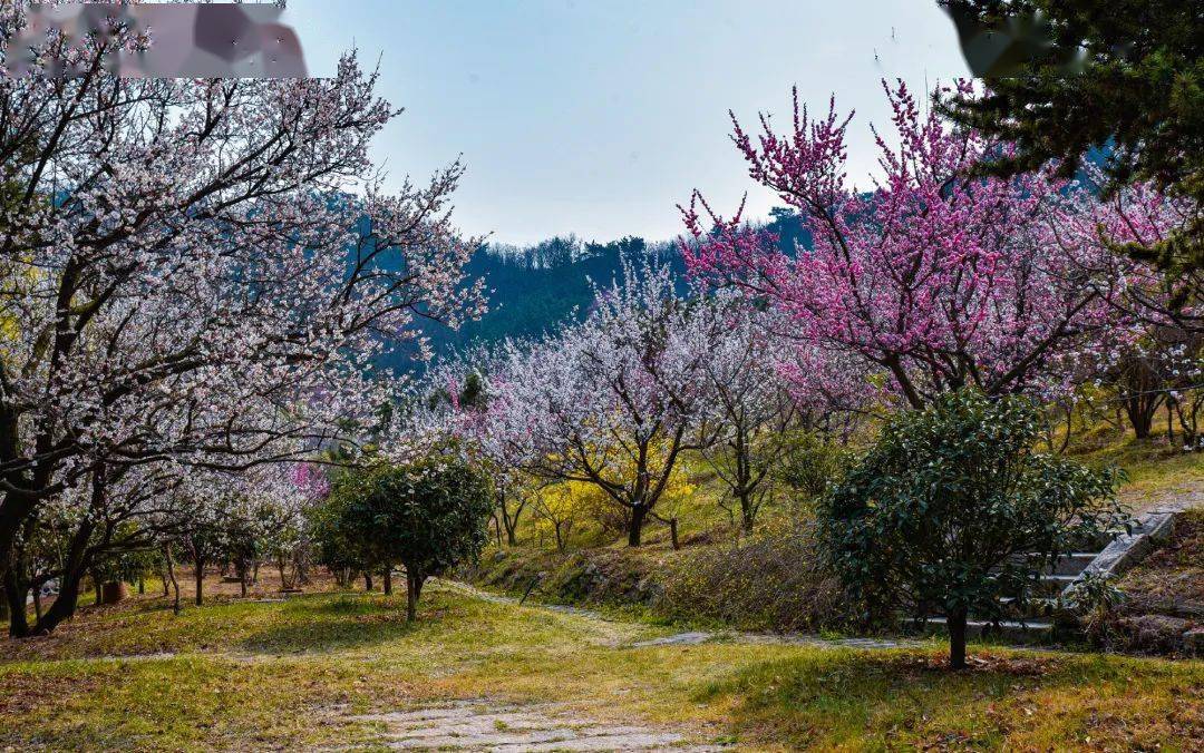 超20000株青岛梅花节来了