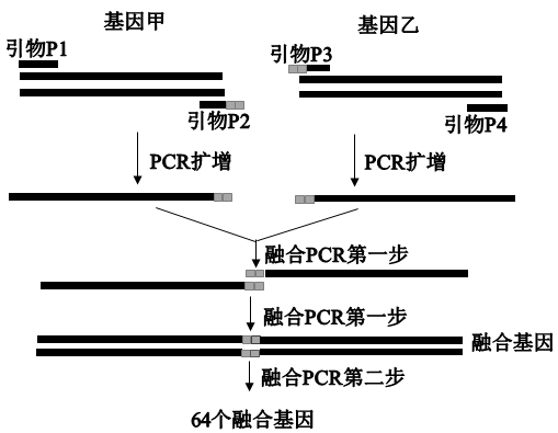 pcr技术图解引物延伸图片